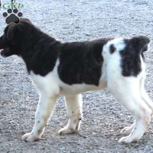 Bill, Akita Puppy